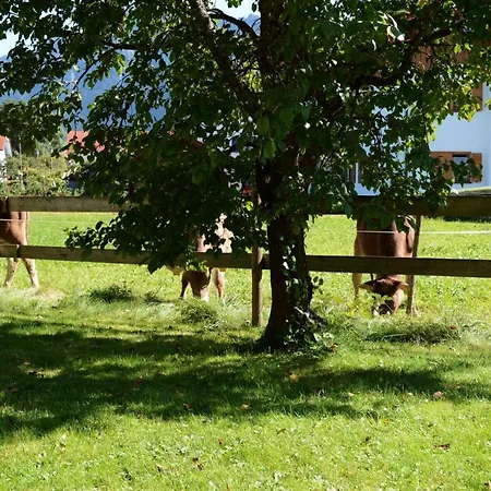 Gaestehaus Wild-schuetz