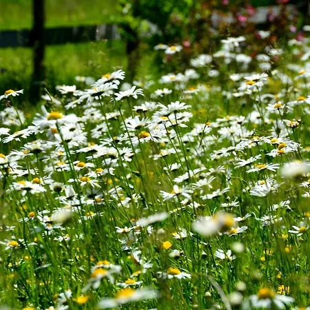 Gaestehaus Wild-schuetz *